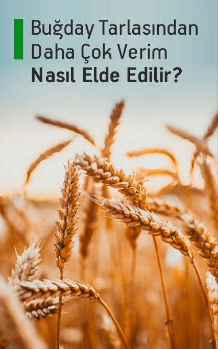 Buğday Tarlasından Daha Çok Verim Nasıl Elde Edilir?